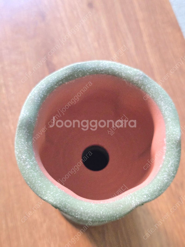 아뜨리움 토분 제라늄 희귀식물 두갸르송--1